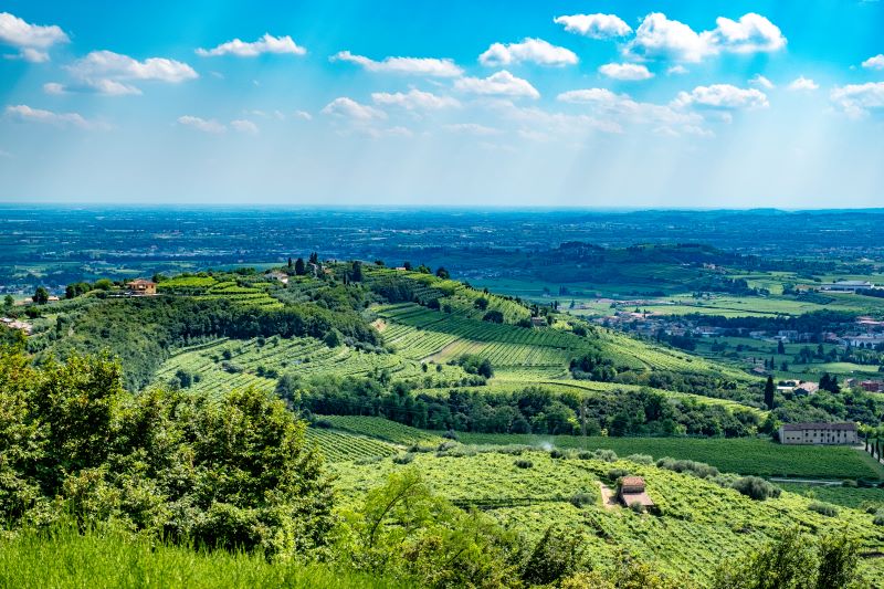 BOLLETTINO FITOSANITARIO VITE: 06 AGOSTO 2024 - 35