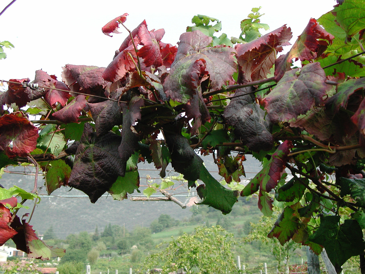 MISURE DI LOTTA OBBLIGATORIA CONTRO LA FLAVESCENZA DORATA - 21 GIUGNO 2024 - 5