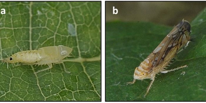 Nymphs-a-and-adult-b-of-Scaphoideus-titanus