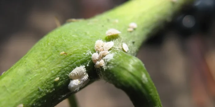 Planococcus-ficus-dettaglio